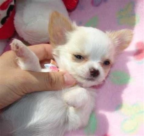 Chihuahua puppies for free. Things To Know About Chihuahua puppies for free. 